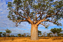 Baobab / Gourd trees (Adansonia gregorii) in grassland / savanna habitat, Kimberley, Western Australia. July 2009