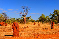 Termite mounds and Baobab / Gourd trees (Adansonia gregorii) in savanna habitat, Kimberley, Western Australia. July 2009