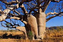 Close up of Baobab / Gourd tree (Adansonia gregorii) Kimberley, Western Australia. July 2009
