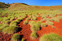 Spinifex grass (Spinifex) covering the red rock surface of the Pilbara region, Western Australia. August 2009