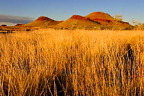 Savanna habitat with distant hills covered with Spinifex grass, Millstream, Chichester National Park, Pilbara, Western Australia. August 2009