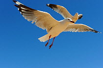 Silver gulls (Chroicocephalus novaehollandiae) in flight, Western Australia