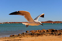 Silver gull (Chroicocephalus novaehollandiae) flying low over coastal shoreline, Western Australia