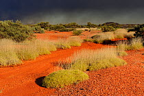 Spinifex grass, covering the red stone ground of the Pilbara region, under a stormy sky. Western Australia. August 2009