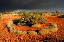 Stormy sky over Spinifex grass circle, with Mulga tree, Pilbara region, Western Australia. August 2009