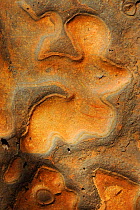 Detail of rock slab, with sediment layers showing, Kalamina gorge, Karijini National Park, Pilbara, Western Australia. August 2009