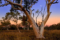 Snappy Gum tree (Eucalyptus leucophloia) under dusk sky with full moon, Karijini National Park, Pilbara, Western Australia. August 2009