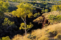 Snappy Gum trees (Eucalyptus leucophloia)on edge of gorge, Karijini National Park, Pilbara, Western Australia. August 2009