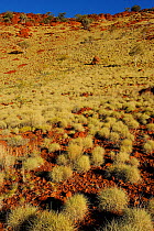 Spinifex grass (Spinifex) covering the red rock surface of the Pilbara region, Karijini National Park, Pilbara, Western Australia. August 2009