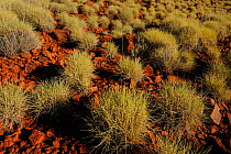 Close up of Spinifex grass (Spinifex) covering the red rock surface of the Pilbara region, Karijini National Park, Pilbara, Western Australia. August 2009