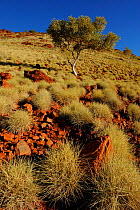Close up of Spinifex grass (Spinifex) covering the red rock surface of the Pilbara region, Karijini National Park, Pilbara, Western Australia. August 2009