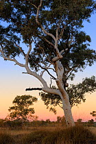 Snappy gum tree (Eucalyptus leucophloia) at sunset, Karijini National Park, Pilbara, Western Australia. August 2009