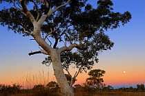 Snappy gum tree (Eucalyptus leucophloia) at sunset, with full moon, Karijini National Park, Pilbara, Western Australia. August 2009