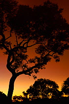 Snappy gum tree (Eucalyptus leucophloia) sillhouetted at dusk, Karijini National Park, Pilbara, Western Australia. August 2009