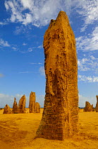 Limestone formations in the Pinnacles desert, Nambung National Park, Western Australia. August 2009