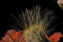 Spinifex grass at cliff top, Karijini National Park, Pilbara, Western Australia. August 2009
