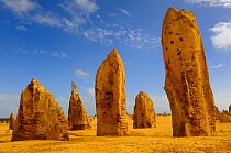 Limestone formations in the Pinnacles desert, Nambung National Park, Western Australia. August 2009