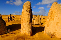 Limestone formations in the Pinnacles desert, Nambung National park, Western Australia. August 2009