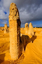 Limestone formations in the Pinnacles desert, Nambung National park, Western Australia. August 2009