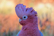 Rose breasted / Galah Cockatoo (Eolophus roseicapilla) profile portrait with crest raised, Pilbara region, Western Australia