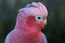 Rose breasted / Galah Cockatoo (Eolophus roseicapilla) profile portrait with crest lowered, Pilbara region, Western Australia