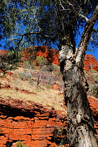 Paper bark tree (Melaleuca sp) within Dales gorge, Karijini National Park, Pilbara, Western Australia. August 2009
