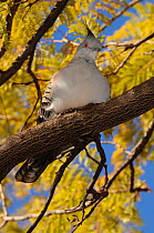 Crested pigeon (Ocyphaps lophotes) roosting on tree branch, Pilbara region, Western Australia. August 2009