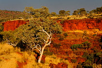 Snappy Gum trees (Eucalyptus leucophloia) on edge of gorge, Karijini National Park, Pilbara, Western Australia. August 2009