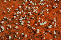 Splendid everlastings (Helipterum splendidum) flowering in red sand, Western Australia. August 2009