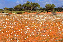Splendid everlastings (Helipterum splendidum) flowering in red sand, Western Australia. August 2009