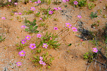 Calandrinia flowers, Francis Peron National Park, Western Australia. August 2009
