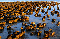 Collection of Stromatolites, in shallow water, Hamelin pool, Shark bay, Western Australia. August 2009