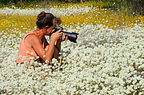 Catherine Jouan photographer, sitting amongst Pompom head wildflowers (Cephalipterum drummondii) taking photos, Murchison valley, Western valley, Australia. August 2009