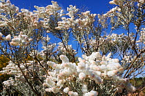 Flowering Lambswool (Lachnostachys eriobotrya) Kalbarri National Park, Western Australia. August 2009