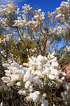 Flowering Lambswool ( Lachnostachys eriobotrya) Kalbarri National Park, Western Australia. August 2009