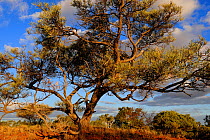Wattle tree (Acacia sp) in Kimberley, Western Australia. August 2009