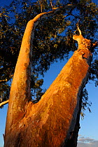 Trunk of a Snappy Gum tree (Eucalyptus leucophloia) Kimberley, Western Australia. August 2009