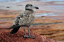 Pacific gull (Larus pacificus) portrait of juvenile standing on rocks, Kalbarri National Park, Western Australia