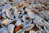 Sun bleached seashells on Shell beach, Coral coast, Westen Australia . August 2009