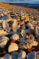 Sun bleached seashells on Shell beach, Coral coast, Westen Australia. August 2009