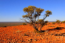 Mulga tree (Acacia aneura) on eroded plateau, Kennedy range National Park, Western Australia. August 2009