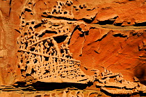 Eroded rock detail in Kennedy Range National Park, Western Australia. August 2009