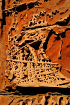 Eroded rock detail in Kennedy Range National Park, Western Australia. August 2009