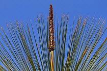 Grass tree (Xanthorrhoea) with single flower spike, Lesueur National Park, Western Australia. August 2009