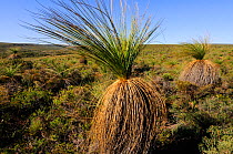 Grass trees (Xanthorrhoea) growing in grassland,  Lesueur National Park, Western Australia. August 2009