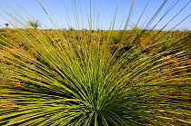 Close up of Grass trees (Xanthorrhoea) growing in grassland,  Lesueur National Park, Western Australia. August 2009