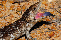 Blue Tongue Skink (Tiliqua scincoides) head portrait with mouth open revealing tongue, in defensive posture, Western Australia