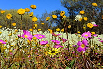 Collection of flowering wildflowers, including Pompom heads (Cephalipterum drummondii) in dry semi-desert, Murchison valley, Western valley, Australia. August 2009