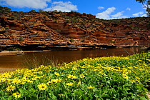 Wildflowers growing alongside Murchison gorge, Kalbarri National Park, Western Australia. August 2009
