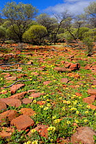 Wildflowers growing in Kalbarri National Park, Western Australia. August 2009